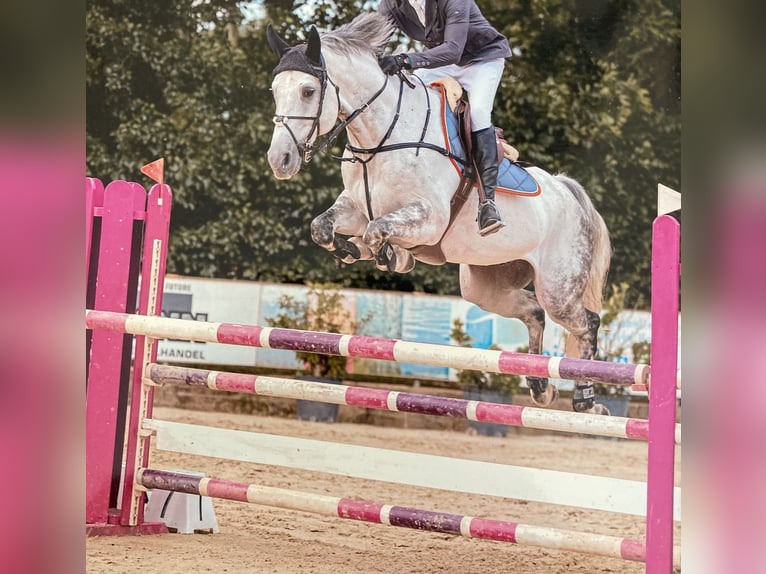 Deutsches Sportpferd Wallach 9 Jahre 170 cm Apfelschimmel in Viernheim