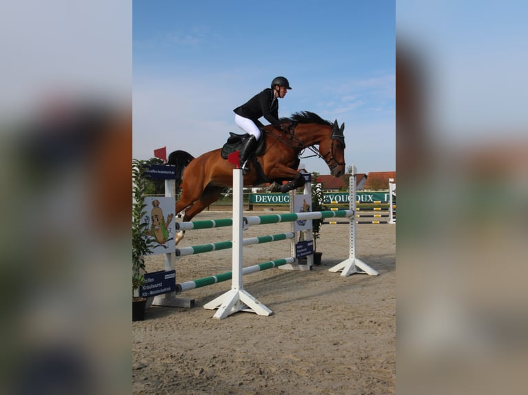 Deutsches Sportpferd Wallach 9 Jahre 170 cm Brauner in Burgthann