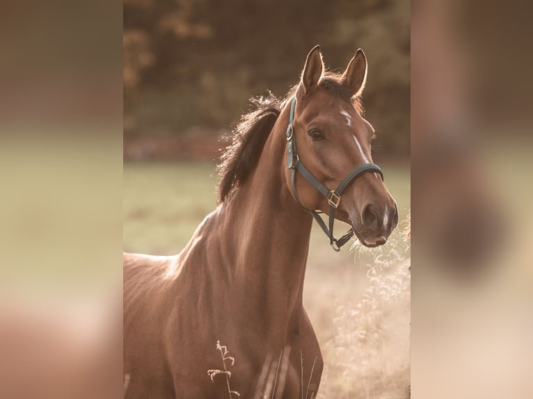 Deutsches Sportpferd Wallach 9 Jahre 170 cm Brauner in Burgthann