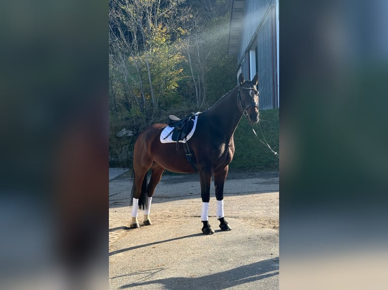 Deutsches Sportpferd Wallach 9 Jahre 170 cm Brauner in Fischbachau