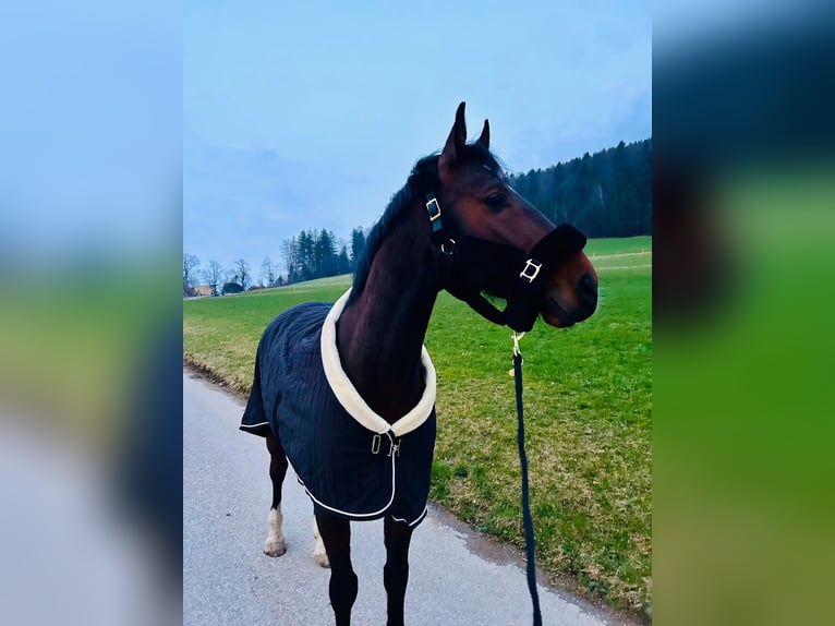 Deutsches Sportpferd Wallach 9 Jahre 170 cm Brauner in Fischbachau