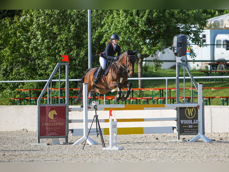 Deutsches Sportpferd Wallach 9 Jahre 170 cm Brauner in Markt Nordheim