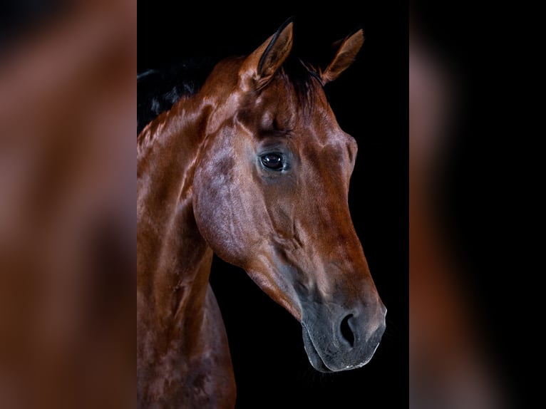 Deutsches Sportpferd Wallach 9 Jahre 170 cm Brauner in Lengenfeld