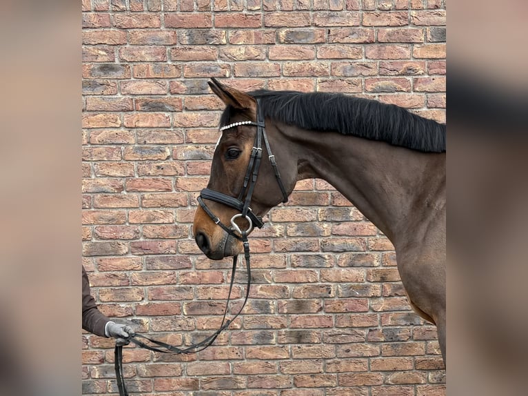Deutsches Sportpferd Wallach 9 Jahre 170 cm Brauner in Niederkassel
