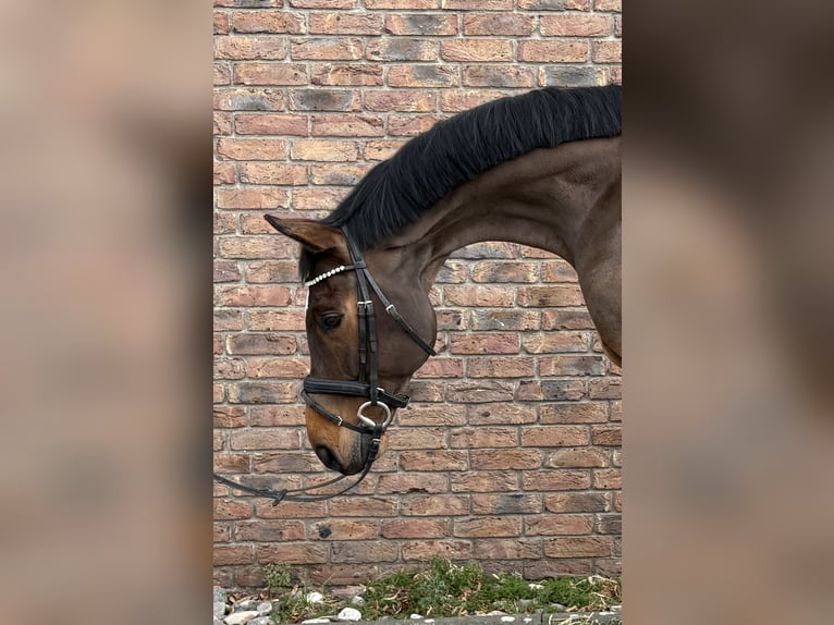 Deutsches Sportpferd Wallach 9 Jahre 170 cm Brauner in Niederkassel
