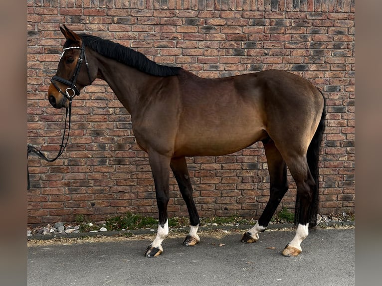 Deutsches Sportpferd Wallach 9 Jahre 170 cm Brauner in Niederkassel