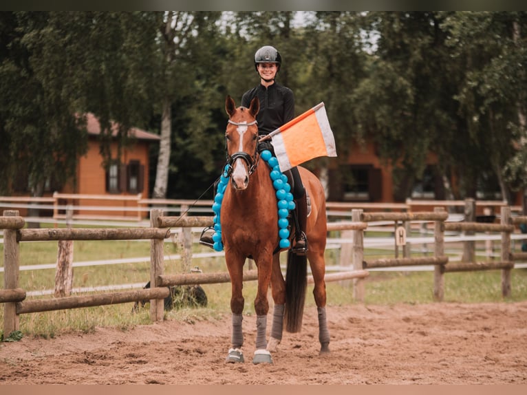 Deutsches Sportpferd Wallach 9 Jahre 170 cm Brauner in Dahme