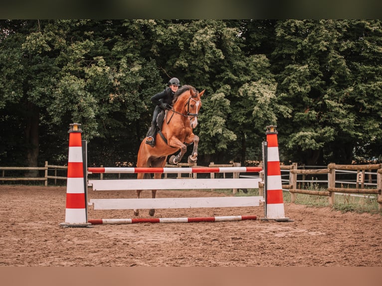 Deutsches Sportpferd Wallach 9 Jahre 170 cm Brauner in Dahme
