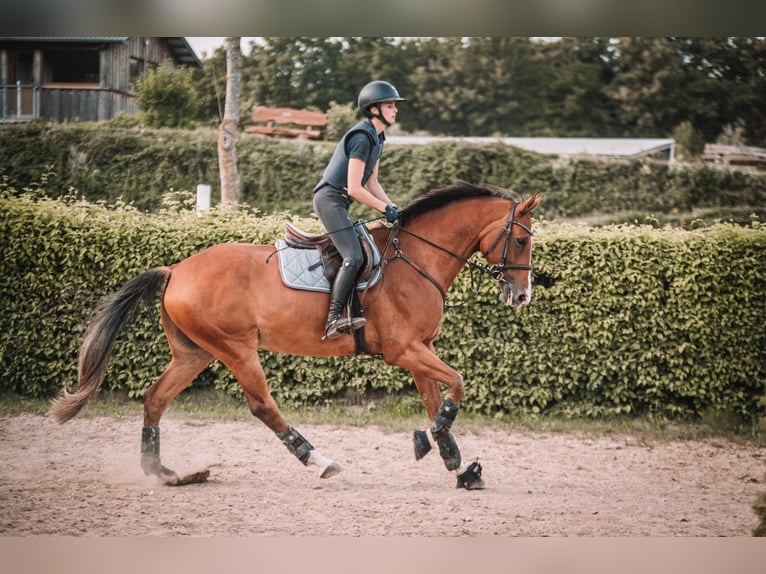Deutsches Sportpferd Wallach 9 Jahre 170 cm Brauner in Dahme