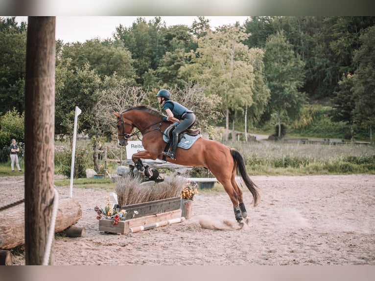 Deutsches Sportpferd Wallach 9 Jahre 170 cm Brauner in Dahme