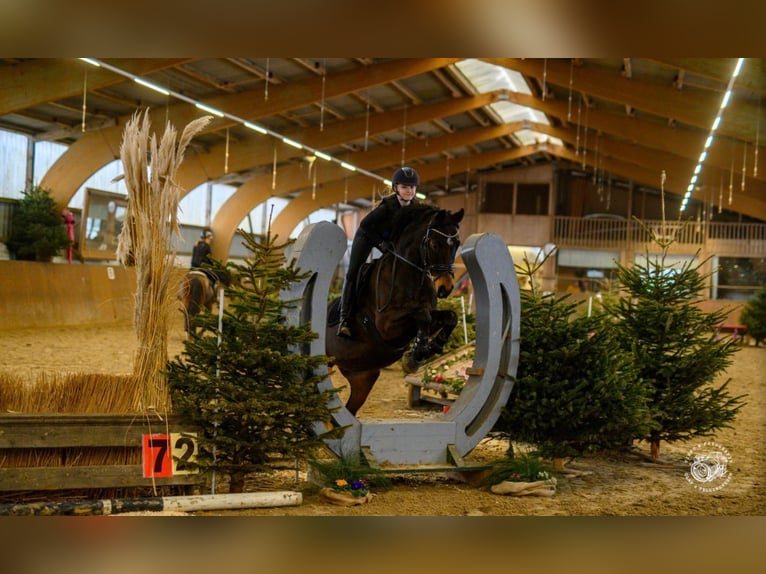 Deutsches Sportpferd Wallach 9 Jahre 170 cm Dunkelbrauner in Stadland