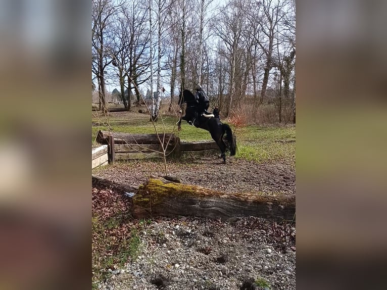 Deutsches Sportpferd Wallach 9 Jahre 170 cm Dunkelbrauner in Ditzingen