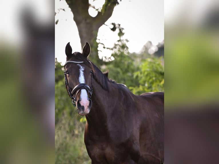 Deutsches Sportpferd Wallach 9 Jahre 170 cm Dunkelbrauner in Neustadt(Dosse)