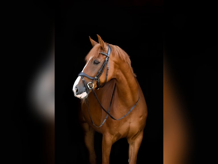 Deutsches Sportpferd Wallach 9 Jahre 170 cm Fuchs in Wermelskirchen