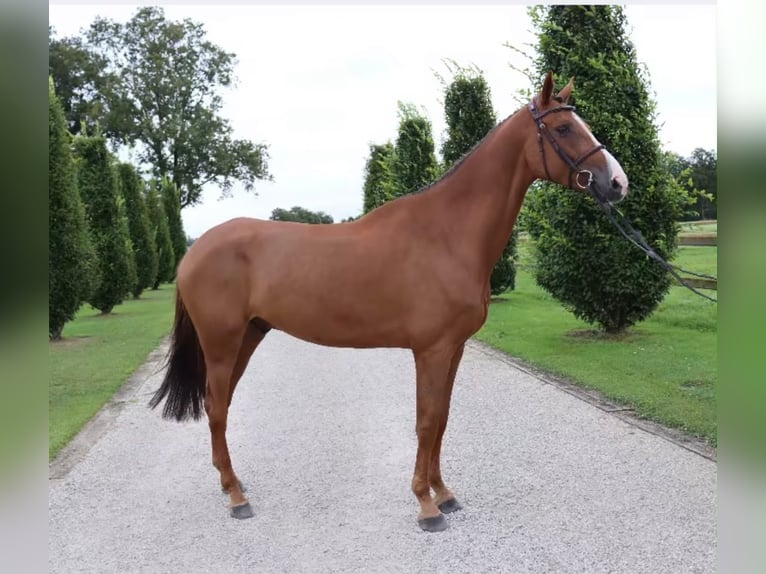 Deutsches Sportpferd Wallach 9 Jahre 170 cm Fuchs in Ströbeck