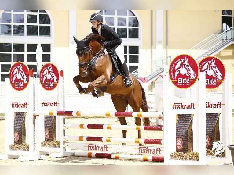 Deutsches Sportpferd Wallach 9 Jahre 170 cm Fuchs in Poxdorf