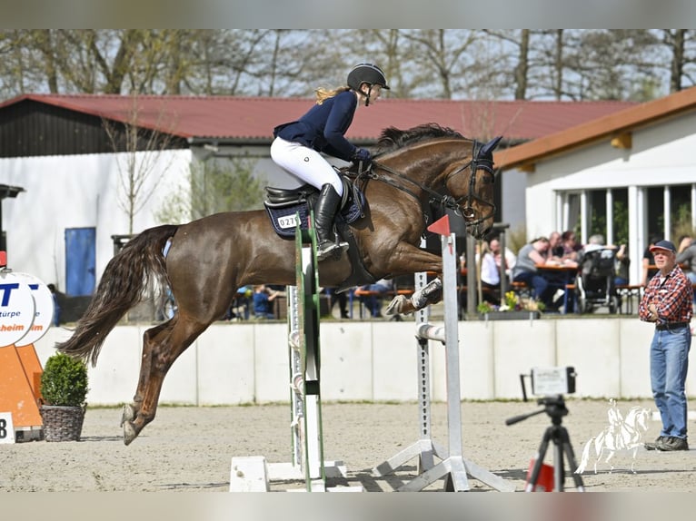 Deutsches Sportpferd Wallach 9 Jahre 170 cm Fuchs in Poxdorf