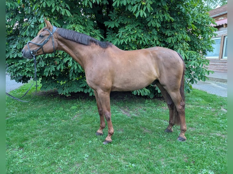 Deutsches Sportpferd Wallach 9 Jahre 170 cm Fuchs in Poxdorf
