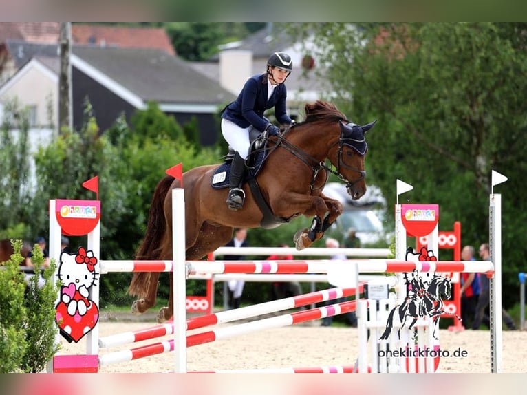 Deutsches Sportpferd Wallach 9 Jahre 170 cm Fuchs in Poxdorf