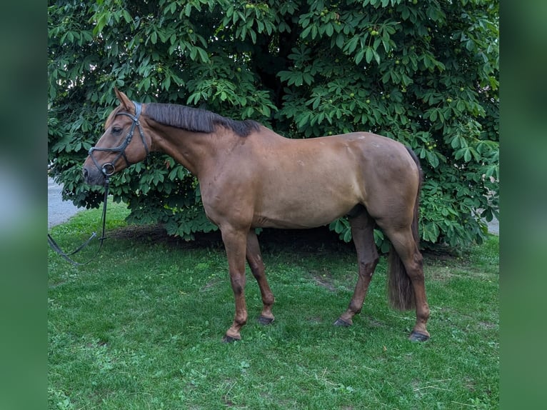Deutsches Sportpferd Wallach 9 Jahre 170 cm Fuchs in Poxdorf