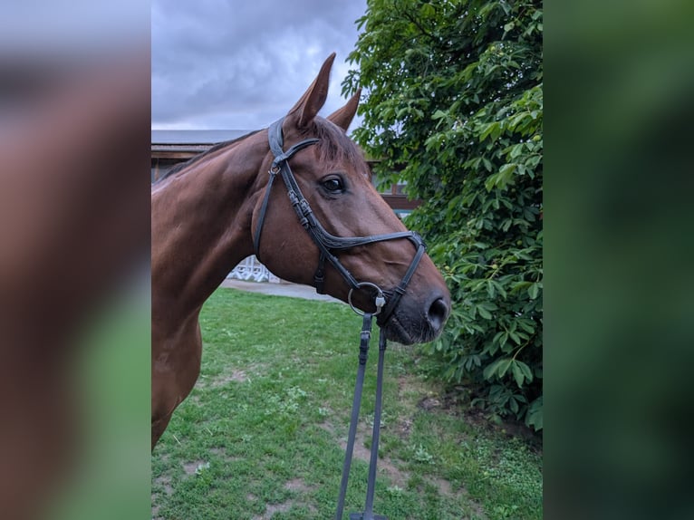 Deutsches Sportpferd Wallach 9 Jahre 170 cm Fuchs in Poxdorf