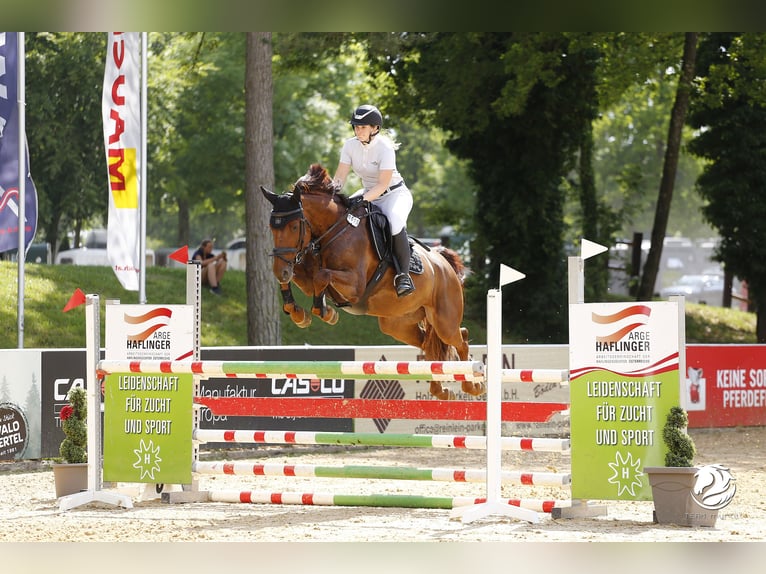 Deutsches Sportpferd Wallach 9 Jahre 170 cm Fuchs in Poxdorf
