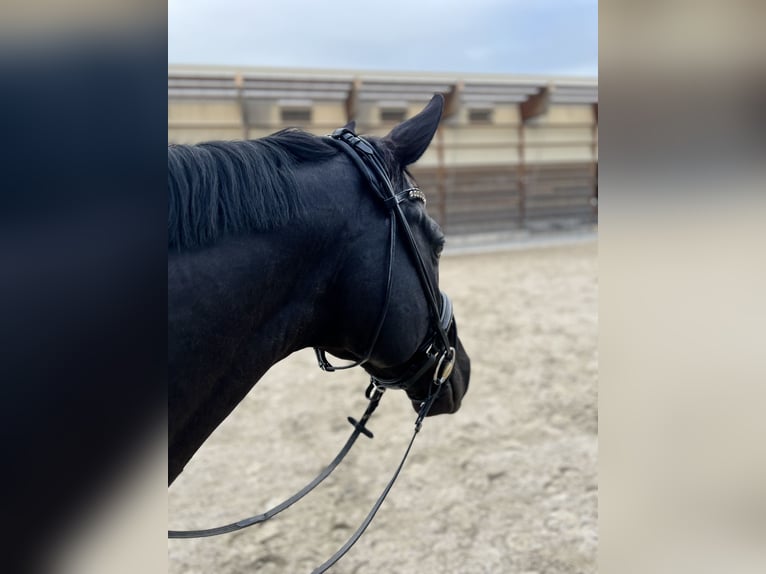 Deutsches Sportpferd Wallach 9 Jahre 170 cm Rappe in Otterstadt
