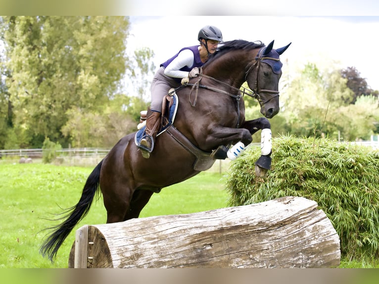 Deutsches Sportpferd Wallach 9 Jahre 170 cm Rappe in Otterstadt