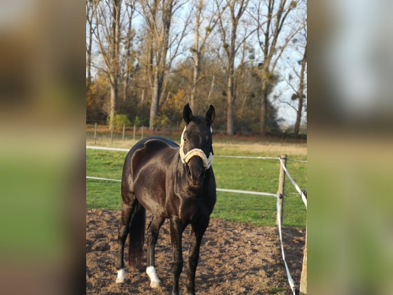 Deutsches Sportpferd Wallach 9 Jahre 170 cm Rappe in Otterstadt