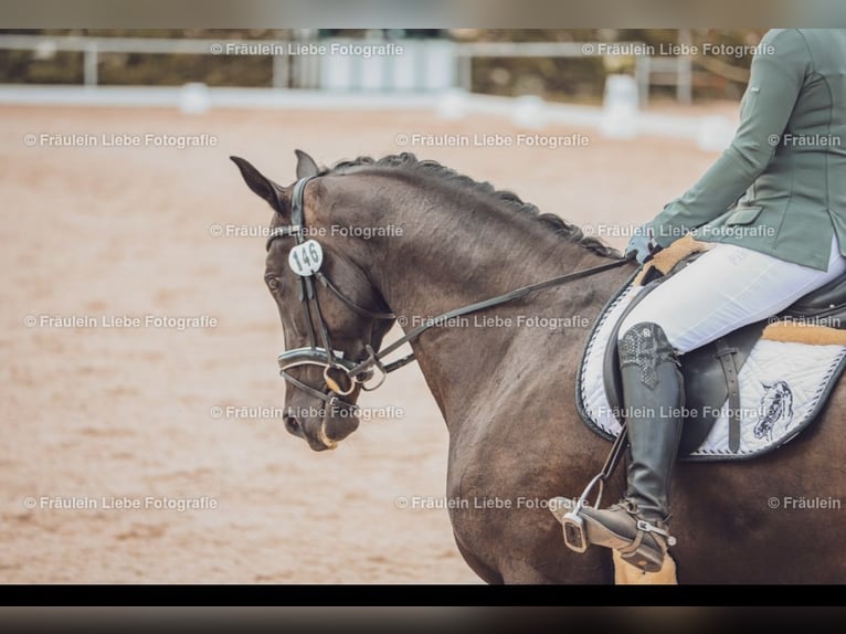 Deutsches Sportpferd Wallach 9 Jahre 170 cm Rappe in Otterstadt