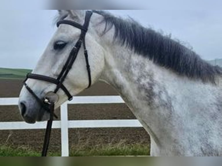 Deutsches Sportpferd Wallach 9 Jahre 170 cm Schimmel in Allershausen