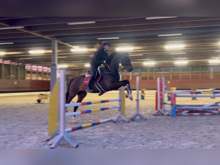 Deutsches Sportpferd Wallach 9 Jahre 171 cm Schwarzbrauner in Schlins