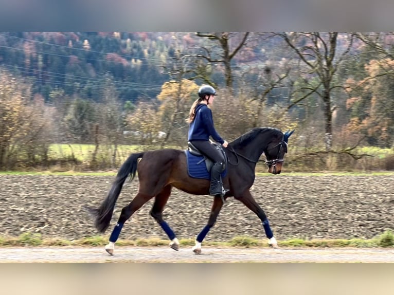 Deutsches Sportpferd Wallach 9 Jahre 171 cm Schwarzbrauner in Schlins