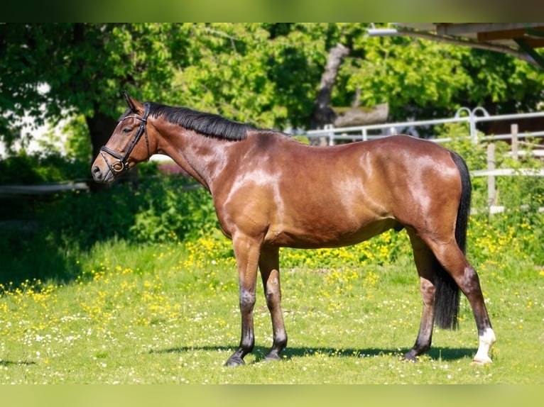 Deutsches Sportpferd Wallach 9 Jahre 172 cm Brauner in Laubach