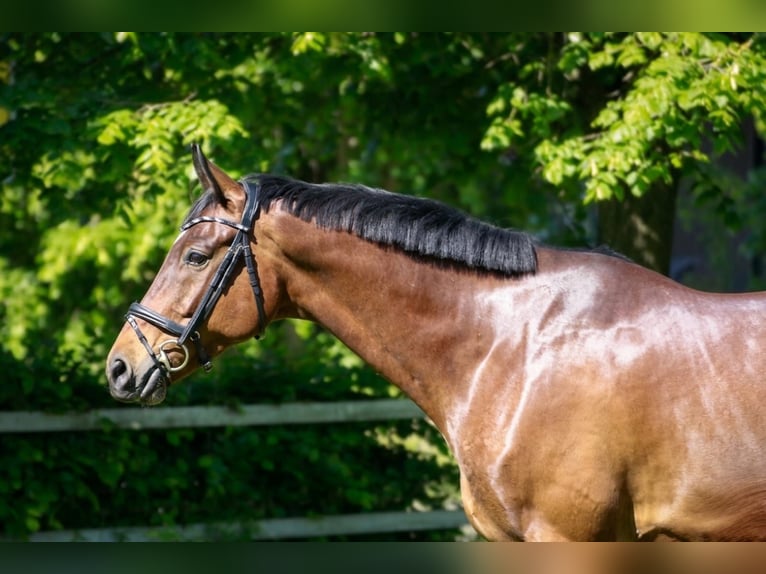 Deutsches Sportpferd Wallach 9 Jahre 172 cm Brauner in Laubach