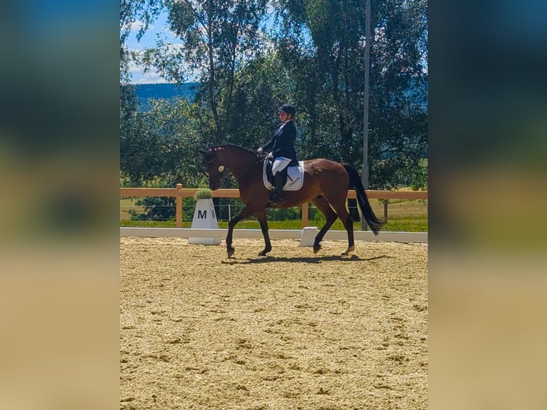 Deutsches Sportpferd Wallach 9 Jahre 172 cm Brauner in Laubach