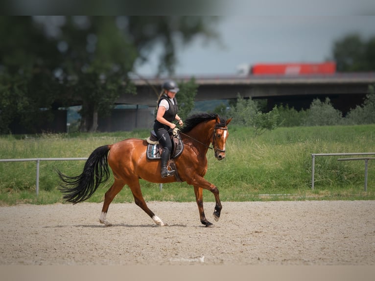 Deutsches Sportpferd Wallach 9 Jahre 172 cm Brauner in Saara