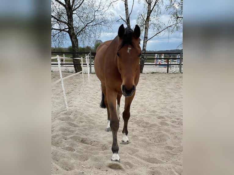 Deutsches Sportpferd Wallach 9 Jahre 172 cm Brauner in Dierdorf