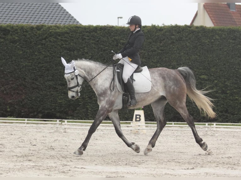 Deutsches Sportpferd Wallach 9 Jahre 172 cm Fliegenschimmel in Milzau