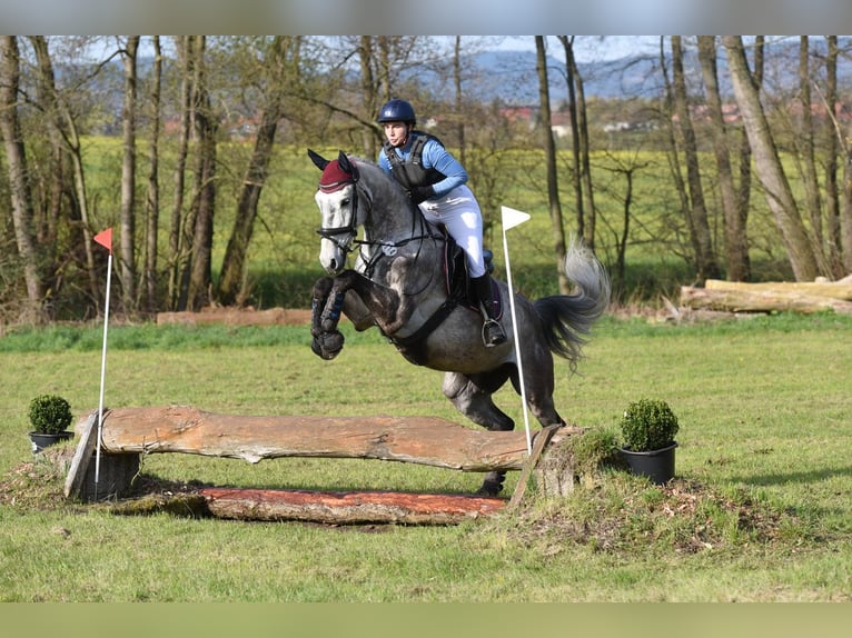 Deutsches Sportpferd Wallach 9 Jahre 172 cm Fliegenschimmel in Milzau