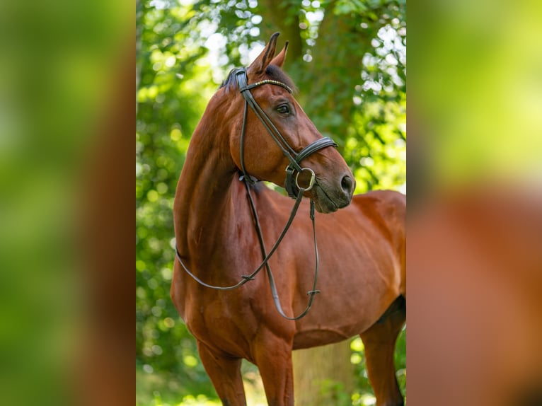 Deutsches Sportpferd Wallach 9 Jahre 173 cm Brauner in Erfurt