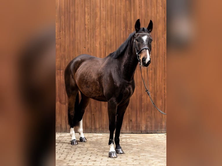 Deutsches Sportpferd Wallach 9 Jahre 173 cm Dunkelbrauner in Ballenstedt