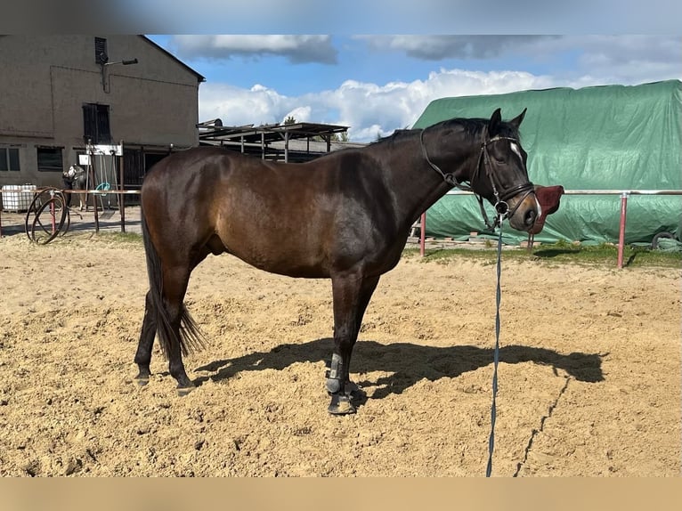 Deutsches Sportpferd Wallach 9 Jahre 173 cm Dunkelbrauner in Norderstedt