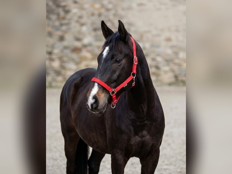 Deutsches Sportpferd Wallach 9 Jahre 173 cm Dunkelbrauner in Norderstedt