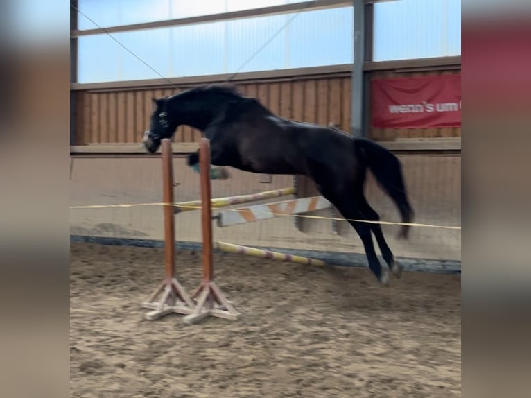 Deutsches Sportpferd Wallach 9 Jahre 173 cm Dunkelbrauner in Norderstedt