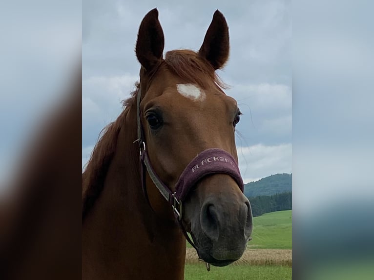 Deutsches Sportpferd Wallach 9 Jahre 173 cm Fuchs in Sonnenbühl