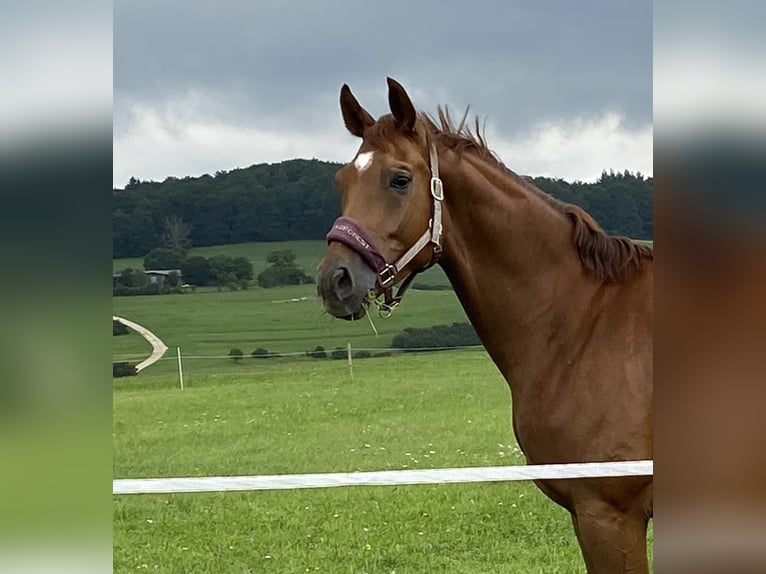 Deutsches Sportpferd Wallach 9 Jahre 173 cm Fuchs in Sonnenbühl