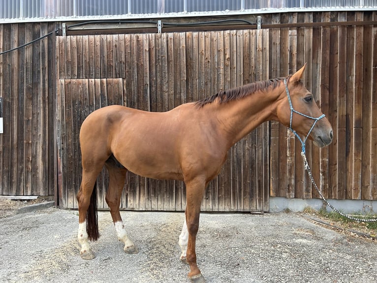 Deutsches Sportpferd Wallach 9 Jahre 173 cm Fuchs in Sonnenbühl