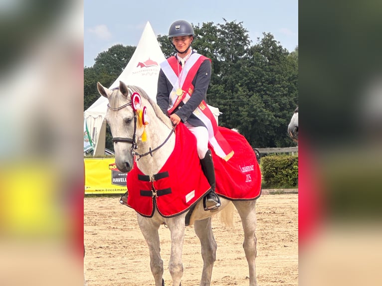 Deutsches Sportpferd Wallach 9 Jahre 173 cm Schimmel in Berlin