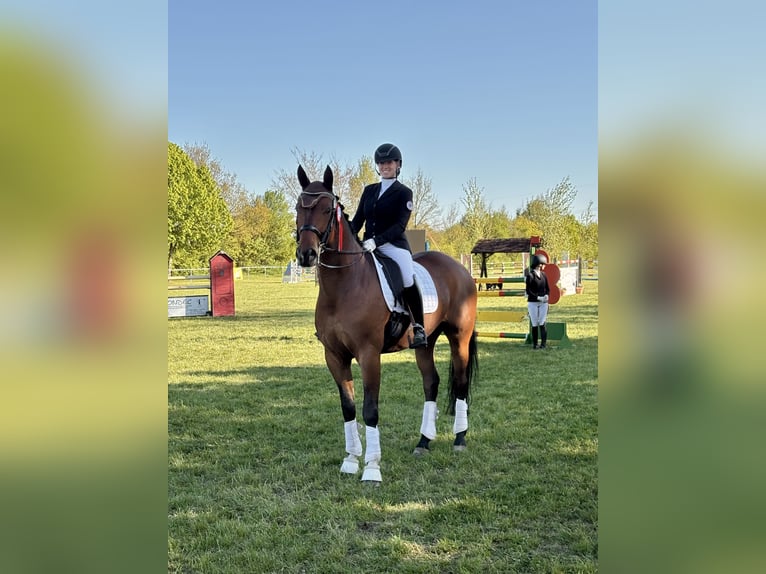 Deutsches Sportpferd Wallach 9 Jahre 174 cm Brauner in Berlin